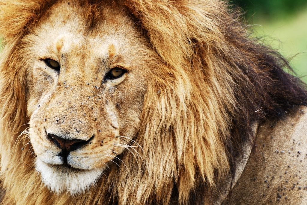 lion masai mara lejon keny