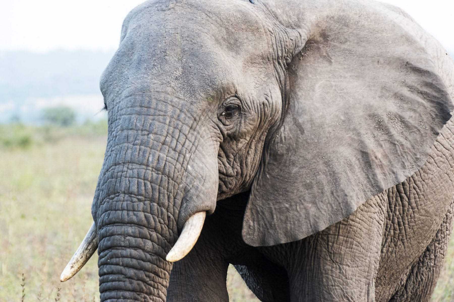 Elefant, safari Sydafrika, Östra Kap