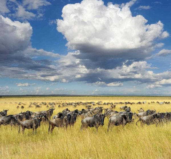 hundratals gnuer står blickstilla i det gula gräset på savannen, under vita fluffiga moln och en till synes oändlig himmel. En härlig syn under den stora migrationen i Tanzania och Kenya