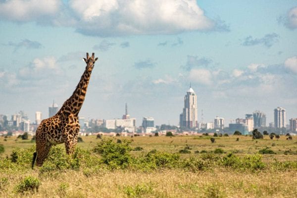 Nairobi National Park, safari nära stan, giraffe