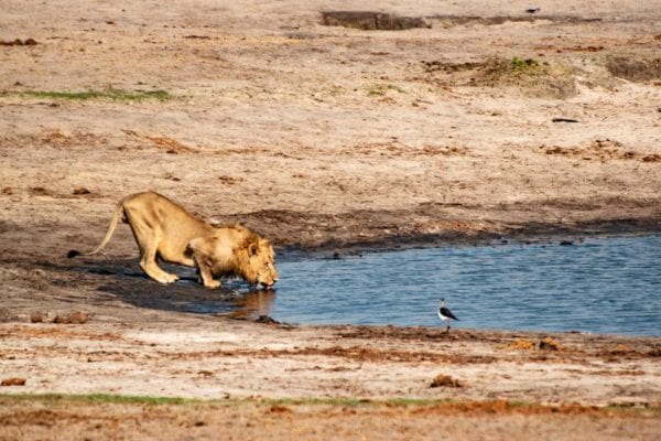 lejonhane dricker i Hwange National Park, Zimbabwe