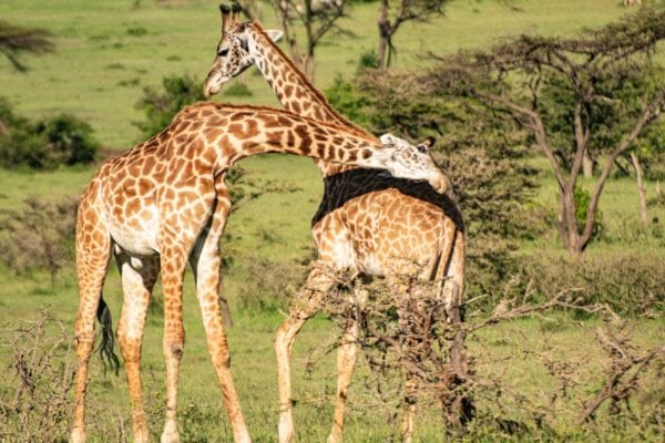 safari i Mara Naboisho