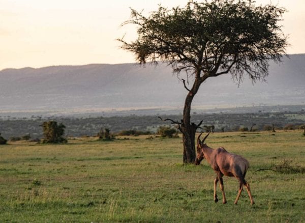 Safari i Mara Naboisho