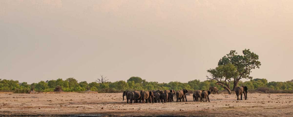 elefanter i Hwange National Park i Zimbabwe