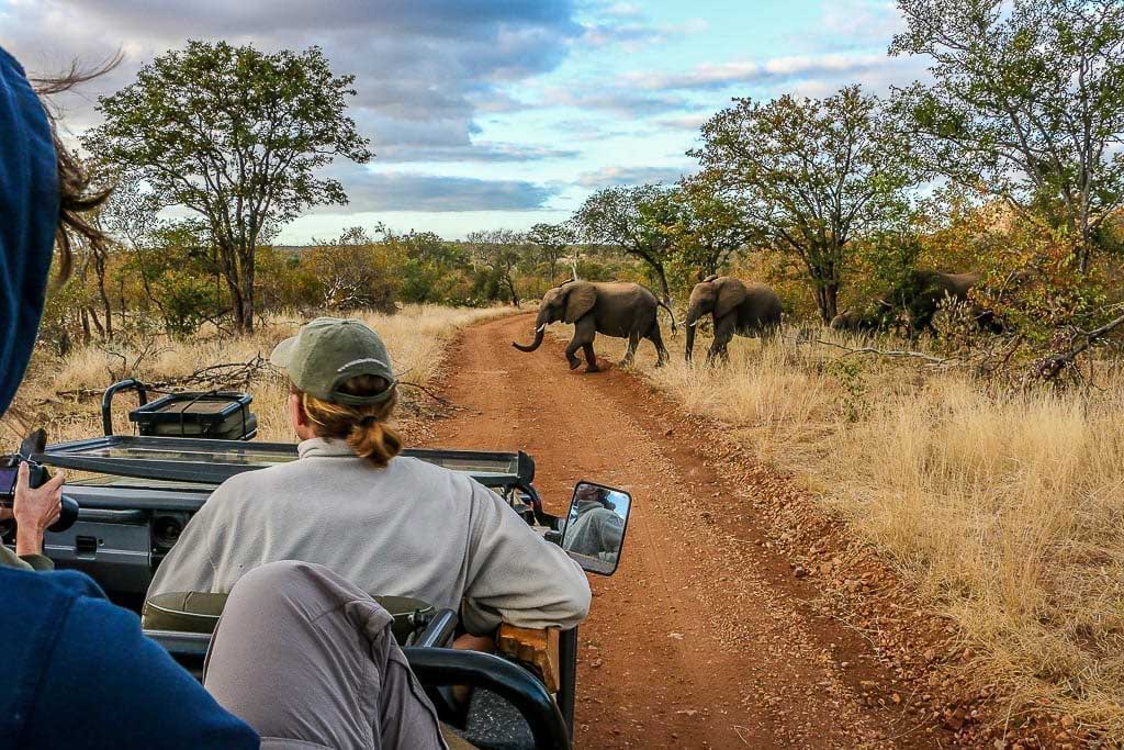 En kvinnlig guide kör en safaribil. På vägen framför henne korsar elefanterAllt du behöver veta om safari i Afrika