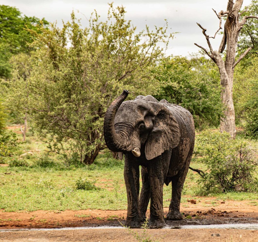 hjälpa vilda djur i coronadrabbade Afrika, elefant