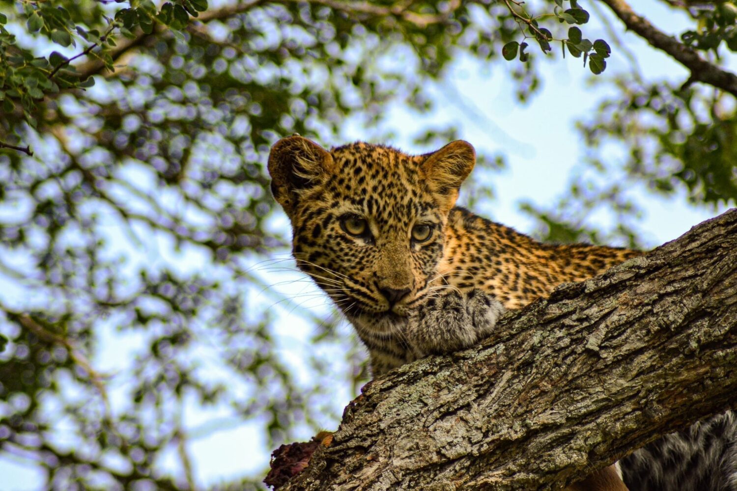 får man resa till Tanzania och se leoparder som denna