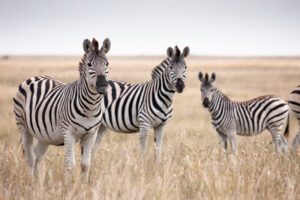 Tre zebror tittar nyfiket framåt mot fotografen, i ett sandigt beige landskap i Botswana