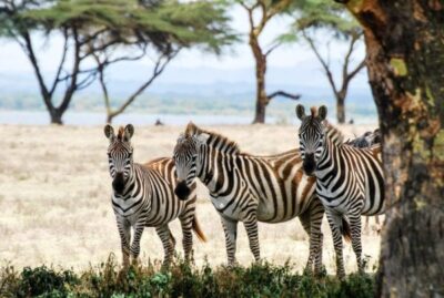 tre zebror i skuggan av ett akaciaträd. Bästa tiden för en safari i Afrika är olika beroende på destination