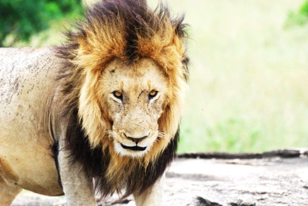 på safari i Kenya, i Masai Mara kan du se en lejonhane nära som på bilden