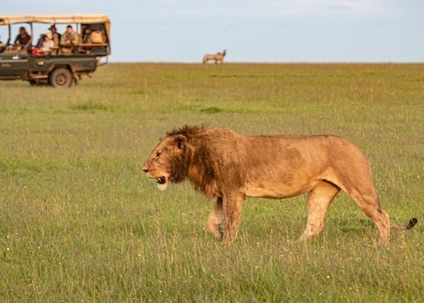 Ett lejon vandrar på savannen. I bakgrund syns en safaribil och på horisonten någon form av antilop. Du kommer att se många djur på savannen om du väljer Kenya eller Tanzania för din safari i Afrika.