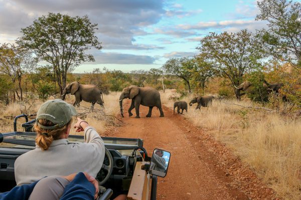 En guide pekar på elefanter som går över vägen, både vuxna och små elefanter, en vanlig syn på safari i Afrika.