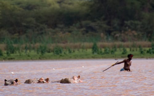 tre flodhästar simmar förbi en fiskare i sjön Naivasha i Rift Valley. Åker du till Kenya med barn är det här en perfekt destination