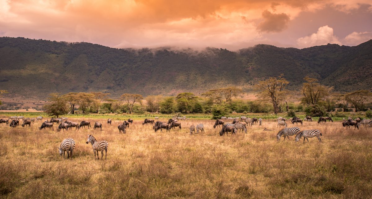 vilda djur betar i Ngorongoro Crater i Tanzania