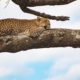 En leopard ligger på en trädgren och ser fundersam ut. Är Tanzania eller Kenya bästa landet för en safari?