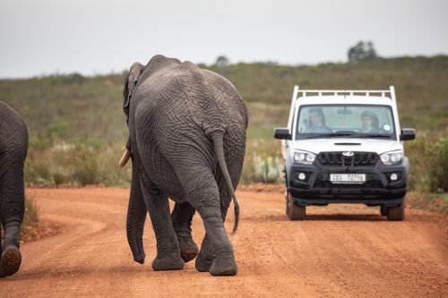 en elefant passerar en bil på vägen på gondwana Game Reserve
