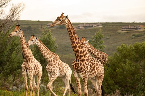 giraffer framför Fynbosvillorna på gondwana Game reserve, safari på Garden Route
