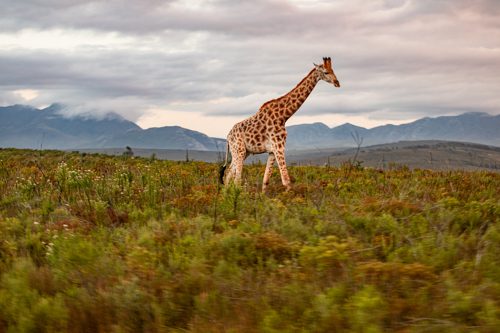 en ensam giraff travar i fynbosen på Gondwana Game Reserve