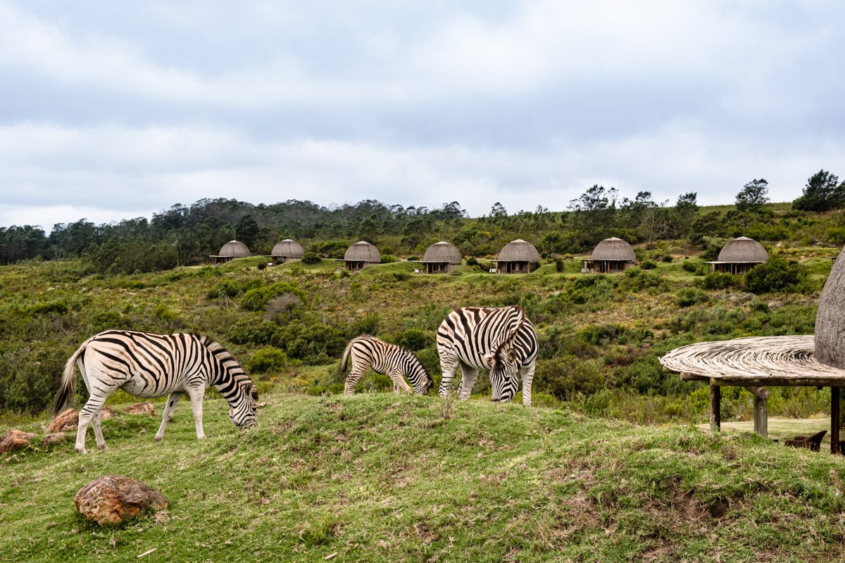 zebror betar framför Kwena Lodge på Gondwana Game Reserve, här hittar du bra safari på Garden Route