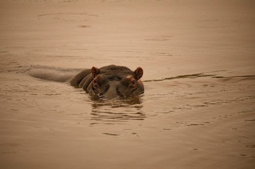 en flodhäst simmar i vattnet på safari på Garden Route