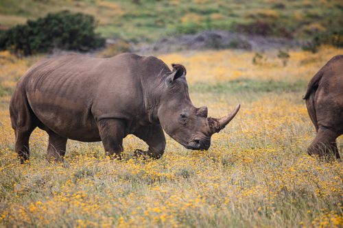 två noshörningar bland de gula blommorna på Gondwana Game Reserve, här hittar du bra safari på Garden Route