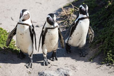 Tre pingviner i bredd på Stony Point Nature Reservetony