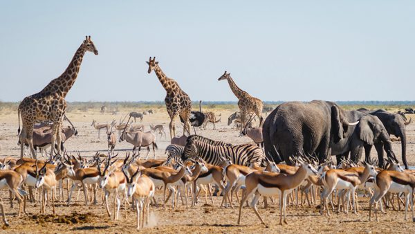 springboks, zebror, elefanter, giraffer och en struts samlas kring ett vattenhål i Etosha. Du som reser till Namibia på egen hand har möjligheten att uppleva detta.