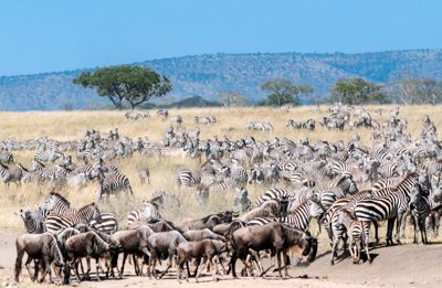 en stor mängd gnuer och zebror traskar igenom ett dammigt Serengeti