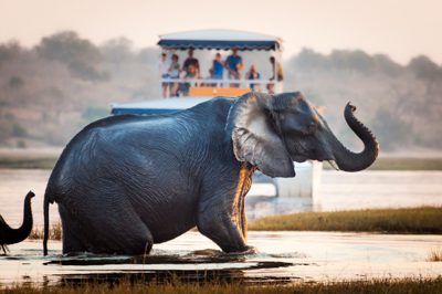 En elefant korsar Chobefloden i solnedgång, det vackra orangea ljuset reflekteras på djurets bringa och snabel. I bakgrunden syns en båt full med turister. En resa till Botswana är inte komplett med ett besök i Chobeparken.