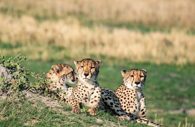 Tre geparder på en kulle i Moremi Game Reserve, ett ställe du inte bör missa under din resa till Botswana