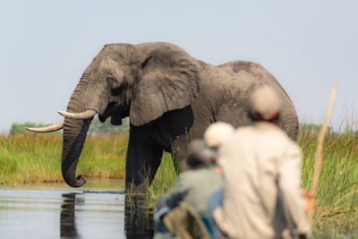 I bakgrunden en stor elefant som vadar i vattnet. I förgrunden tre personer i en kanot, en mokorokanot. Kanske höjdpunkten på en safari i Botswana