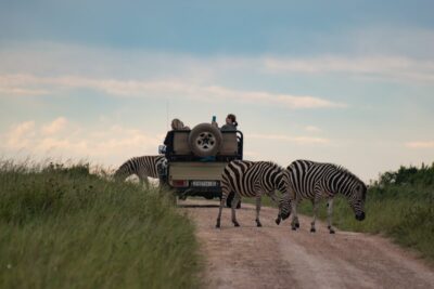 Några zebror framför en safaribil på en väg i Lalibela privata reservat i Östra Kap