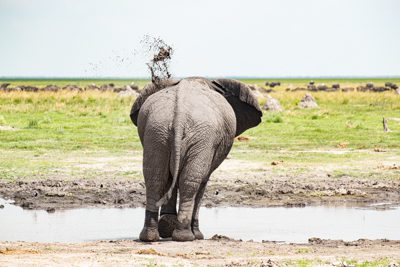 En elefant syns bakifrån, den sprutar lera över ryggen. I bakgrundens syns många suddiga antiloper. En resa till Botswana bjuder på stor djurrikedom