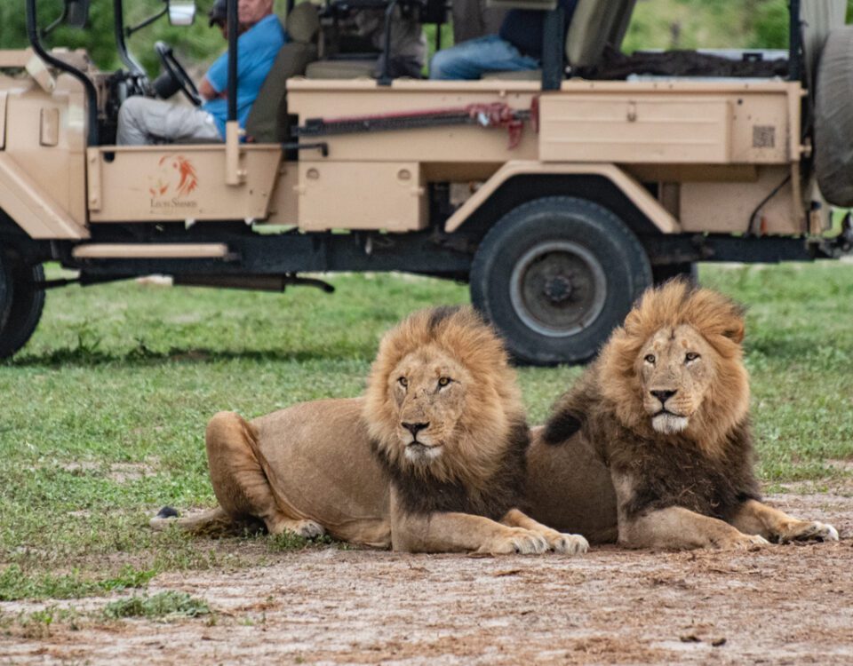 Två lejonhannar ligger och vilar framför en safaribil i Botswanas Savutiområde. En safari i Botswana är en safari i världsklass