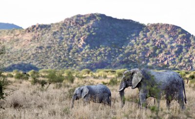 Två elefanter, mor och barn, i skuggan av en kulle i Madikwereservatet i norra Sydafrika. Här kan du göra malariafri safari för barn och vuxna.