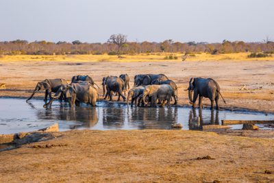 en mindre grupp elefanter samlas vid ett av de många vattenhålen i Hwange National Park, ett måste under din resa till Zimbabwe