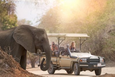 En elefant kliver framför en safaribil. I bilen sitter några turister. Elefanter är en väldigt vanlig syn för den som är på safari i Zimbabwe.