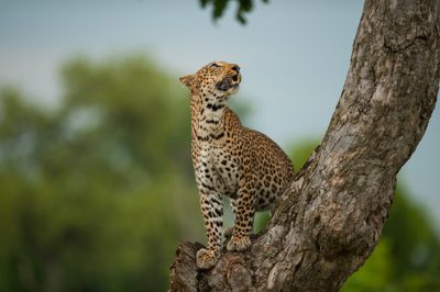 En leopard balanserar på en trädstam och tittar uppåt i Kafue national park i Zambia