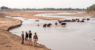 Tre turister i safarikläder står på en flodbank tillsammans med en guide och tittar på en jätteflock av flodhästar som rör sig bort i ett annars ganska torrt landskap, i South Luangua i Zambia.