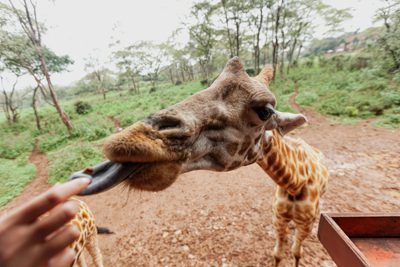 En kvinnas hand i förgrunden, matar en giraff som sticker ut sin blå tunga. En av topp tio saker att göra i Nairobi är att besöka Giraffe Centre