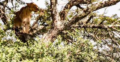 Ett lejon står i ett träd och tittar till vänster, i Nairobi National Park - en av topp 10 saker att göra i Nairobi