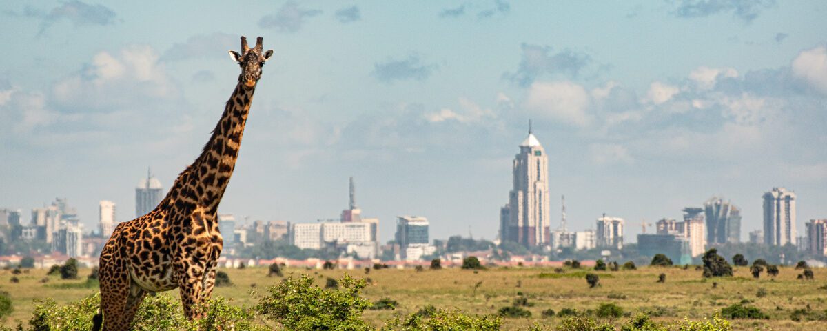 En giraff på savannen med Nairobis siluetti bakgrunden. Nairobi National Park ligger i anslutning till stan och är en av Topp 10 saker att göra i Nairobi