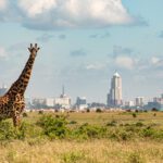 En giraff på savannen med Nairobis siluetti bakgrunden. Nairobi National Park ligger i anslutning till stan och är en av Topp 10 saker att göra i Nairobi