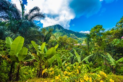 En frodig grönska i förgrunden med ett berg i bakgrunden och en vacker blå himmel i Ranomafana nationalpark i Madagaskar