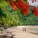I förgrunden röda blommor i ett träd, ivi är på stranden och det är några personer som går längs med vattnet. När ska man åka till Madagaskar om man vill bada? Det och andra frågor svarar vi på i detta inlägg.