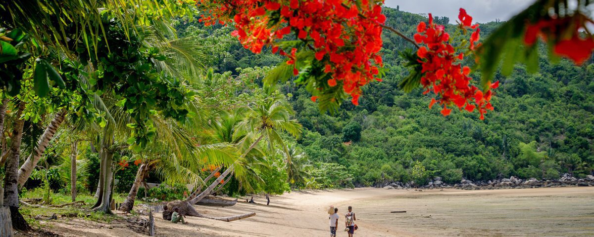 I förgrunden röda blommor i ett träd, ivi är på stranden och det är några personer som går längs med vattnet. När ska man åka till Madagaskar om man vill bada? Det och andra frågor svarar vi på i detta inlägg.
