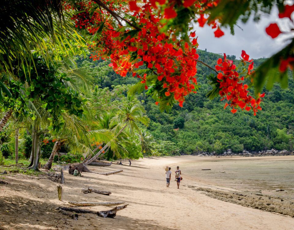 I förgrunden röda blommor i ett träd, ivi är på stranden och det är några personer som går längs med vattnet. När ska man åka till Madagaskar om man vill bada? Det och andra frågor svarar vi på i detta inlägg.