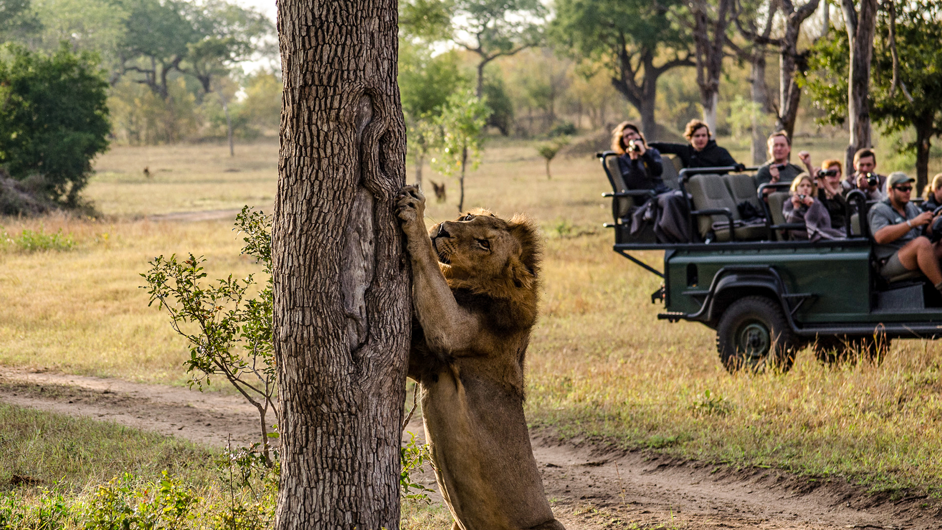 safari i kruger ett lejon sträcker sig mot ett träd och i bakgrunden ser turister i en safaribil på och fotograferar