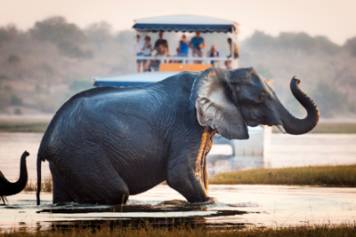 Elefant framför safaribåt
