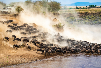 Great Migration in der Masai Mara, Kenia
